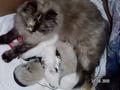 Katzen mit ihrer Mama